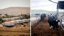הרפת בקיבוץ מעלה החמישה, התנחלות מצפה כרמים (ליאור מזרחי/יונתן זינדל/פלאש90)