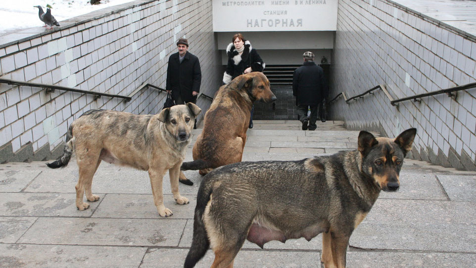 כלבי הרכבת התחתית ברוסיה. הצליחו לפצח את המנגנון של הרכבת (מתוך אתר &quot;זווית&quot;)