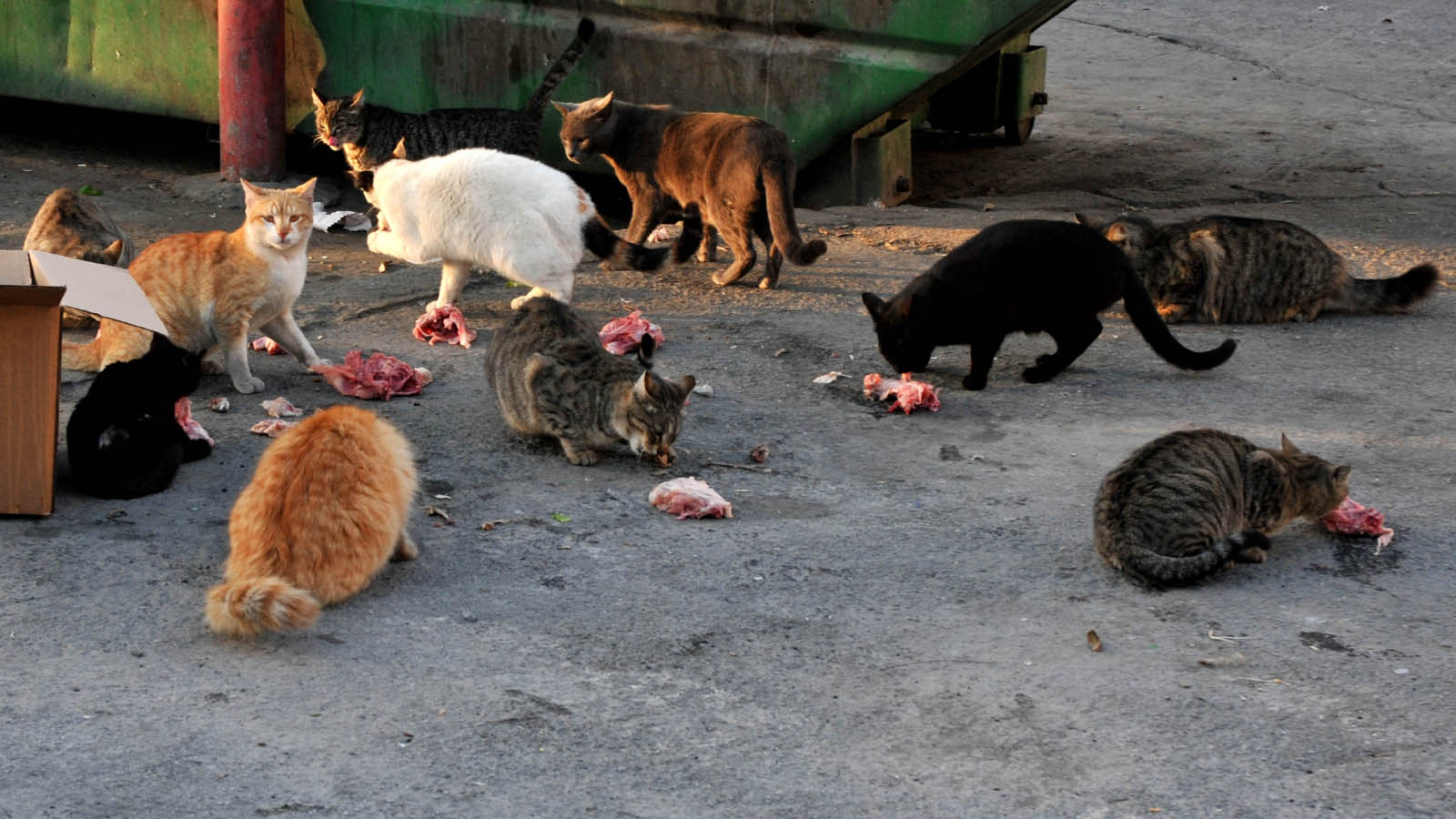חתולי רחוב בישראל. (צילום: סופי גורדון/פלאש90)