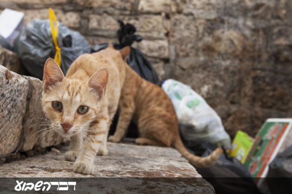 חתול רחוב בירושלים. ארכיון למצולם אין קשר לכתבה. (צילום: Shutterstock)
