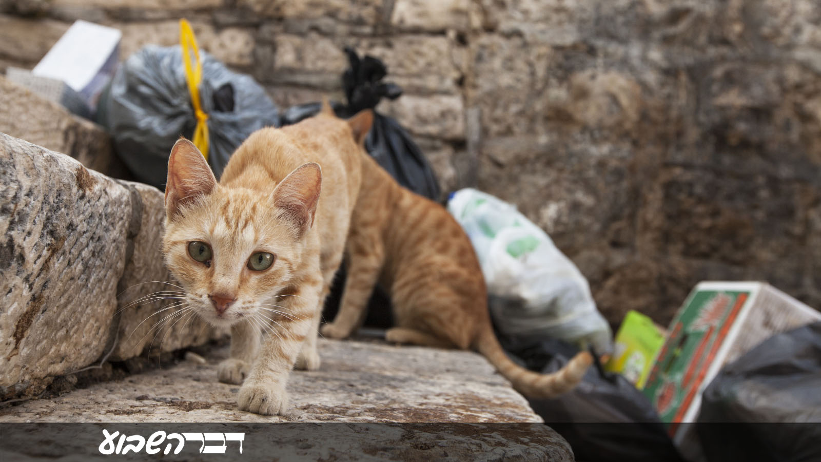 חתול רחוב בירושלים. ארכיון למצולם אין קשר לכתבה. (צילום: Shutterstock)