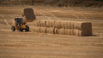 קציר חיטה בשדה ליד לטרון (צילום: נתי שוחט/פלאש90)