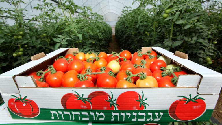 עגבניות בחממה בישראל. עגבניות מכסות, 35% משטחי הגידול בחממות ברחבי העולם (צילום: משה שי/פלאש90)