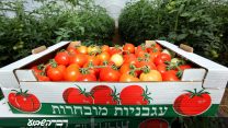 עגבניות שנקטפו בחממה (צילום: משה שי/פלאש90)