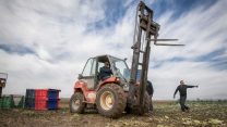 חקלאים בשדותיהם, ליד קיבוץ שריד בעמק יזרעאל industrial produce. Photo by Anat Hermoni/FLASH90