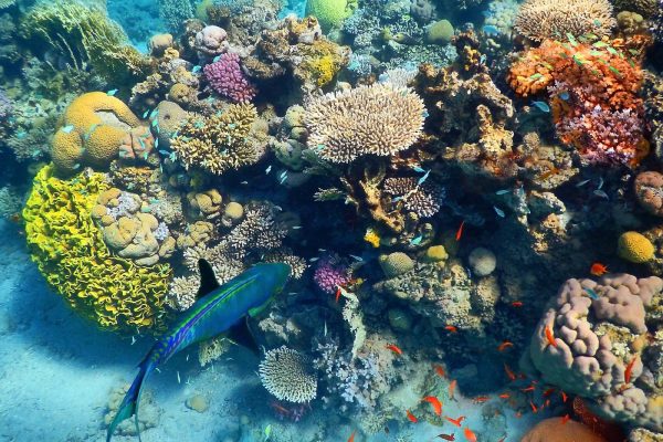 שונית האלמוגים באילת (צילום:Shutterstock)