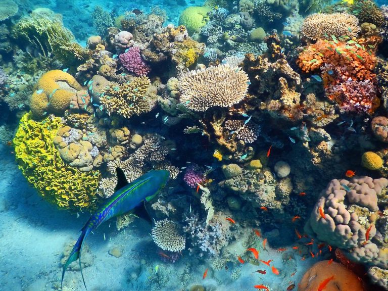 שונית האלמוגים באילת. &quot;מי שראה את השונית לפני 50 שנה רואה הידרדרות&quot; (צילום:Shutterstock)