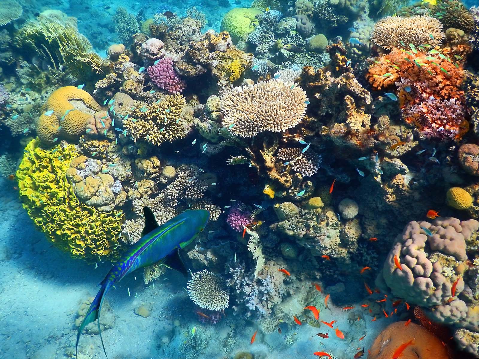 שונית האלמוגים באילת (צילום:Shutterstock)