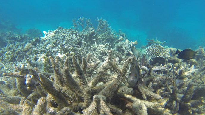 אלמוגים מולבנים בשונית האלמוגים הגדולה באוסטרליה (צילום:Shutterstock)