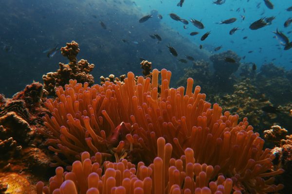 שונית האלמוגים באילת (צילום: james thornton – unsplash)