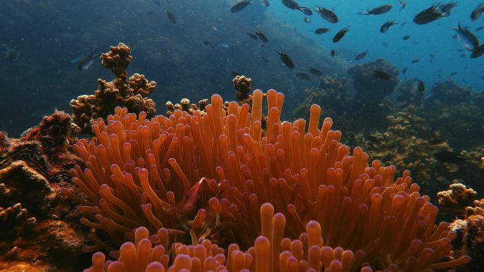 שונית האלמוגים באילת (צילום: james thornton – unsplash)