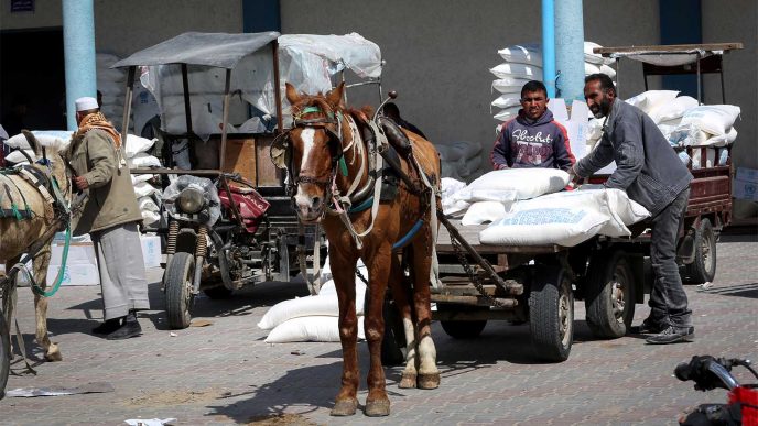 מעמיסים חבילות מזון לסיוע מהאו&quot;ם, בעיר רפיח (צילום: עבד-רחים חטיב / פלאש 90).