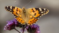 נימפת החורשף בישראל. (צילום: Shutterstock)
