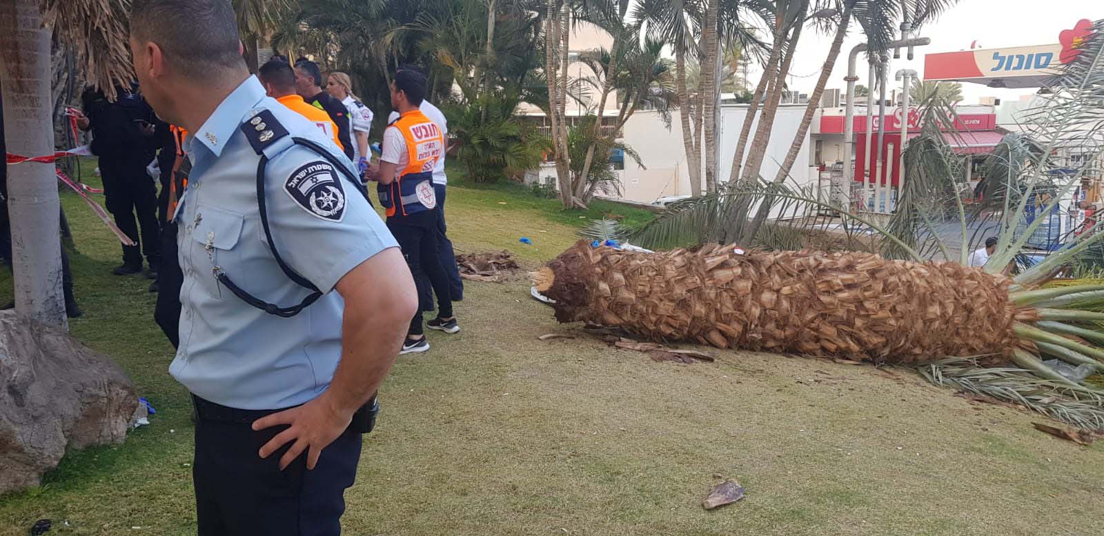 גזע העץ שקרס באילת 30 במרץ 2019 (צילום: דוברות המשטרה)