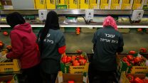 עובדים בבית אריזה במושב תומר. למצולמים אין קשר לכתבה (צילום: אורי לנץ/פלאש90)