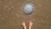 מדוזת חוטית נודדת (צילום: Shutterstock)