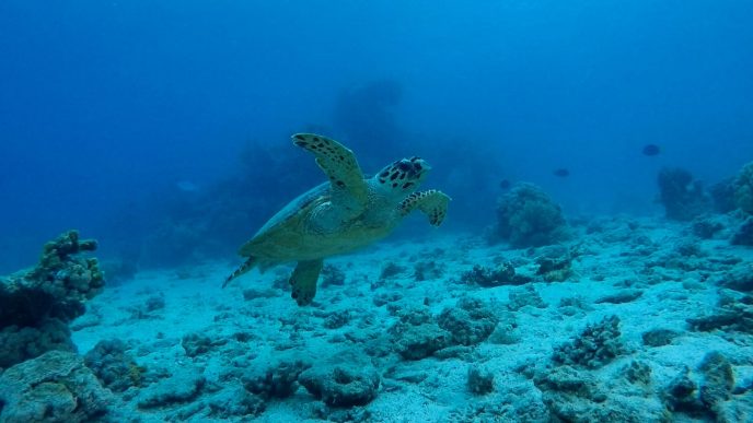 צב ים קרני שהוא מין בסכנת הכחדה נצפה בשמורת האלמוגים באיילת (צילום: שני אלוש, רשות הטבע והגנים)