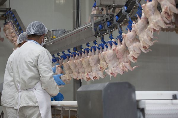 עובד במפעל עיבוד עופות בארה"ב. ארכיון (צילום: Shutterstock)