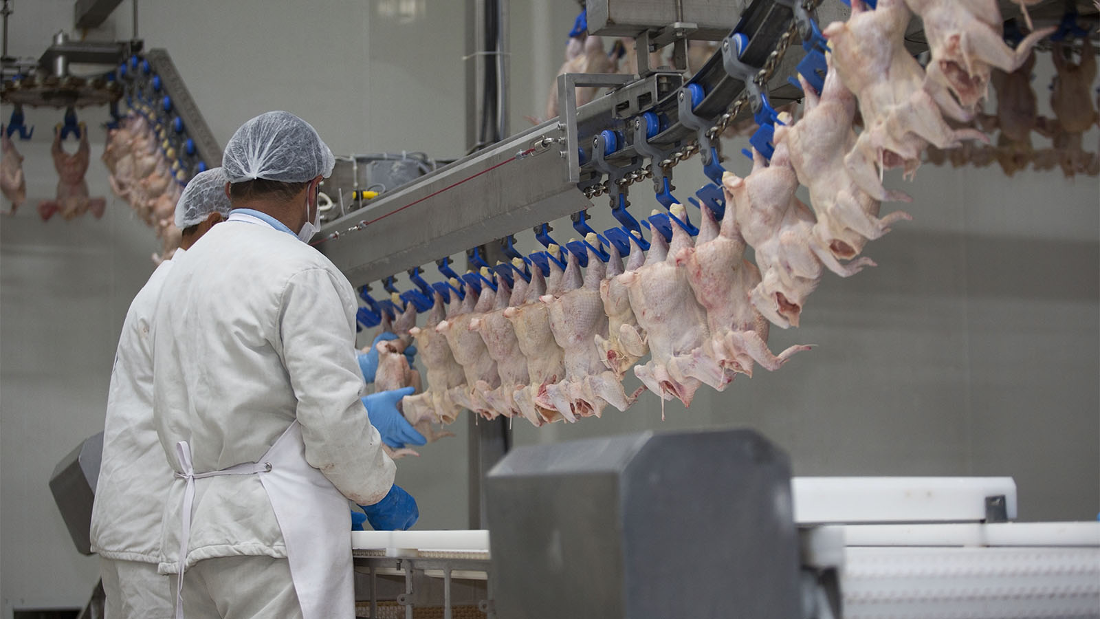 עובד במפעל עיבוד עופות בארה&quot;ב. ארכיון (צילום: Shutterstock)