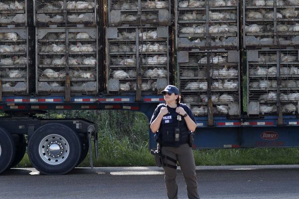 משאית עמוסה עופות חולפת על-פני סוכנת הגירה פדרלית מחוץ למפעל של "קוך מזון" (AP Photo/Rogelio V. Solis)
