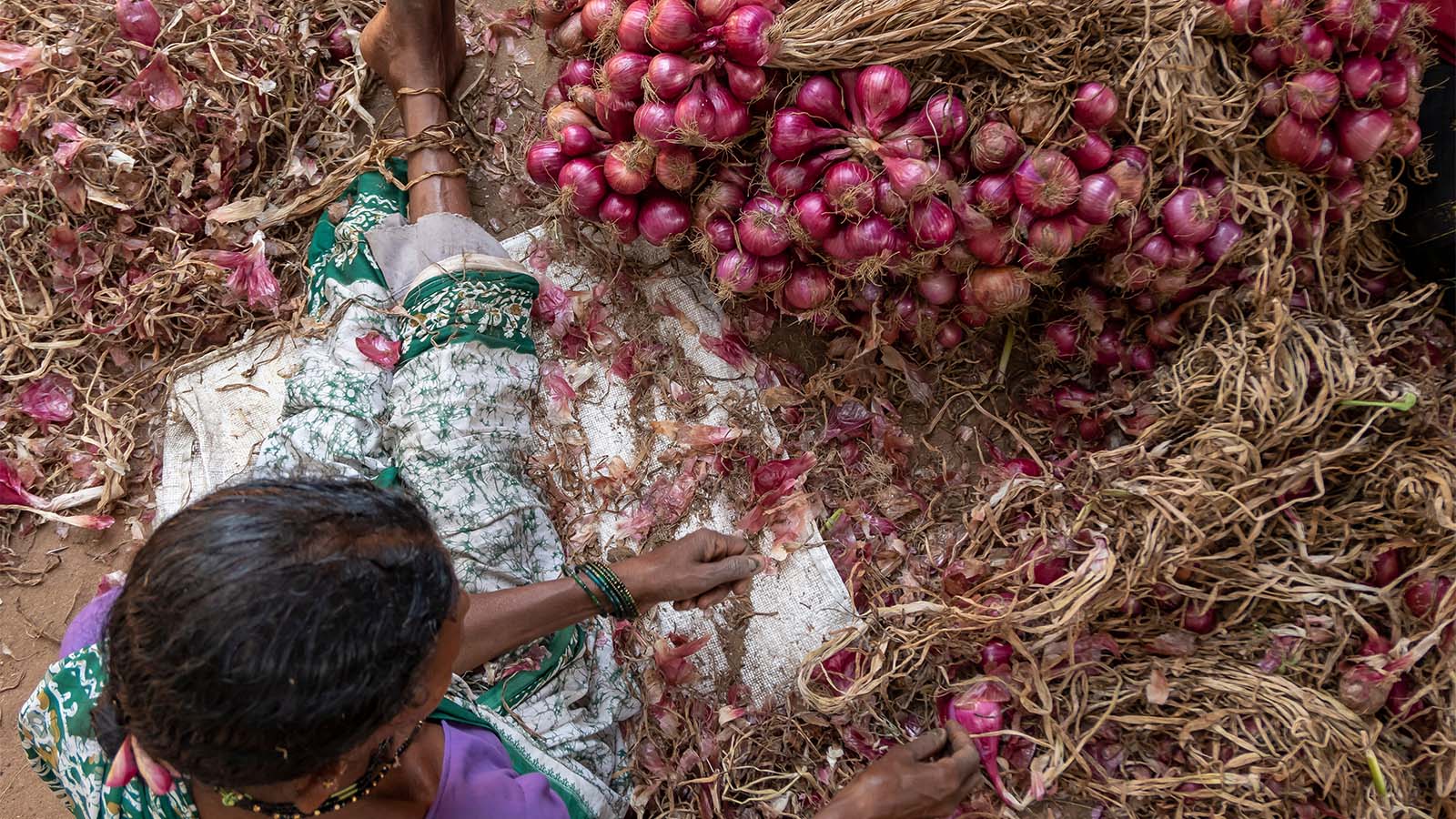 מגדלת בצלים הודית מכינה בצלים למכירה בשוק. מרץ 2018 (צילום: Denis Shevyakov / Shutterstock.com)