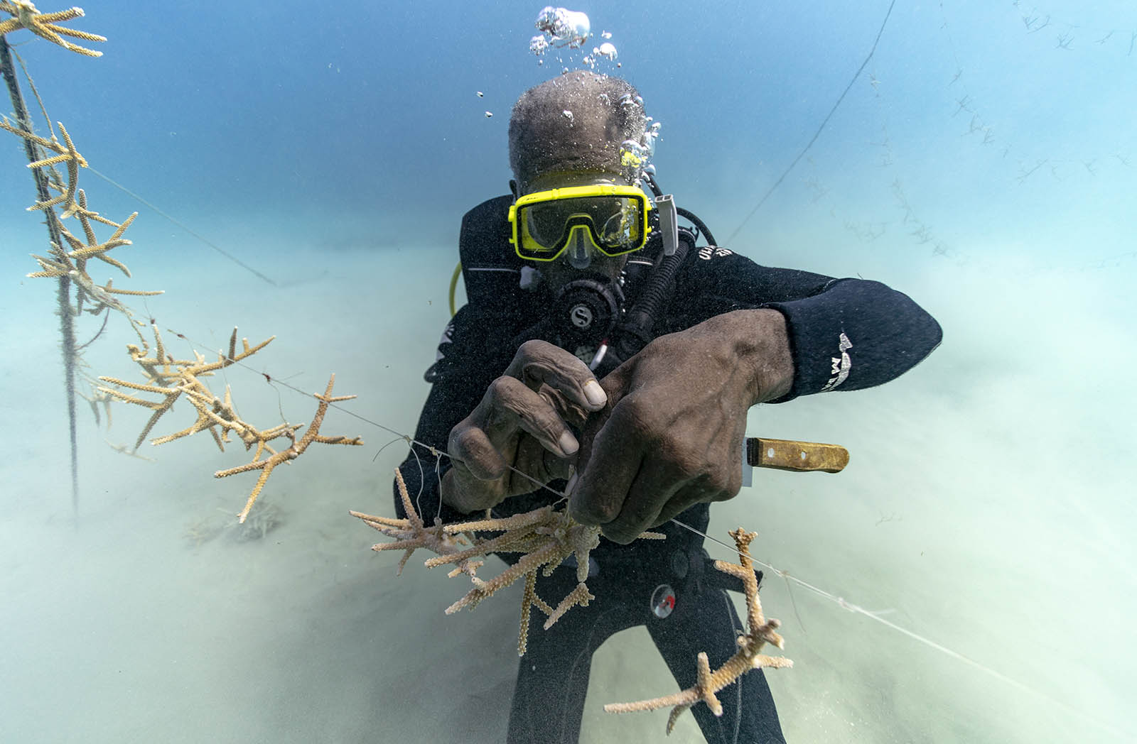 הצוללן אוורטון סימפסון מגנן אלמוגים בחלקת הגידול בשמורת וייט ריבר פיש באוצ'ו ריוס, ג'מייקה. 11 בפברואר 2019 (AP Photo/David J. Phillip)