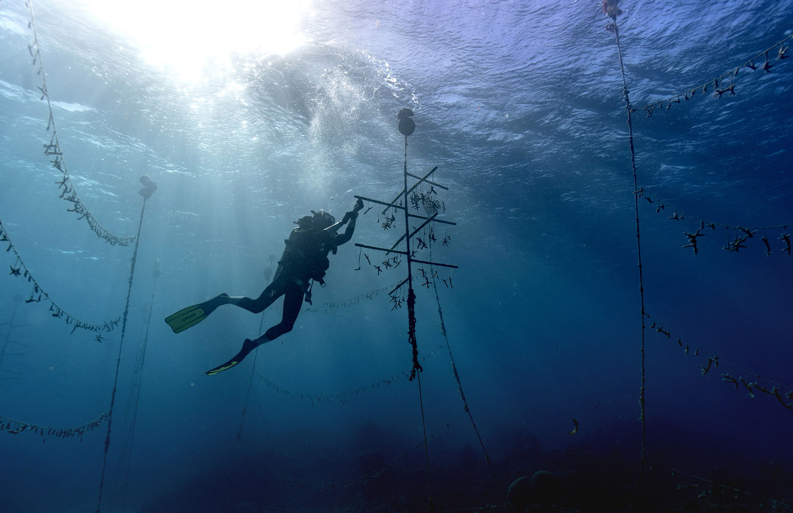הצוללן לנפורד ד'קוסטה מגנן אלמוג בחלקת הגידול בשמורת וייט ריבר פיש באוצ'ו ריוס, ג'מייקה. 12 בפברואר 2019 (AP Photo/David J. Phillip)