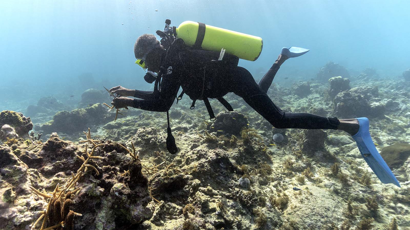 הצוללן אוורטון סימפסון שוחה עם אלמוג ביידים בדרך מחלקת הגידול לשתילה בשמורת וייט ריבר פיש באוצ'ו ריוס, ג'מייקה. 11 בפברואר 2019 (AP Photo/David J. Phillip)