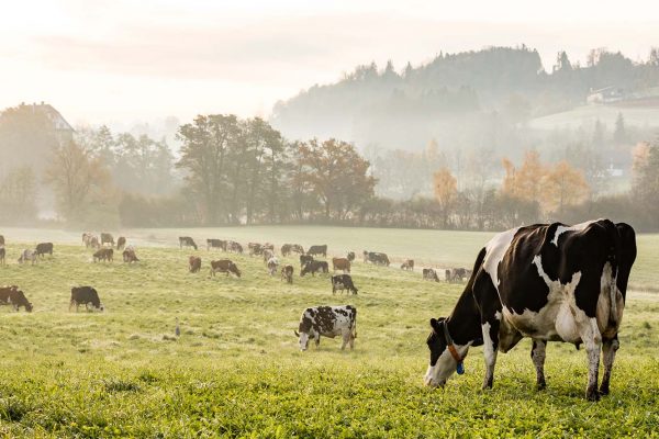 פרות במרעה בשוויץ (צילום: shutterstock).