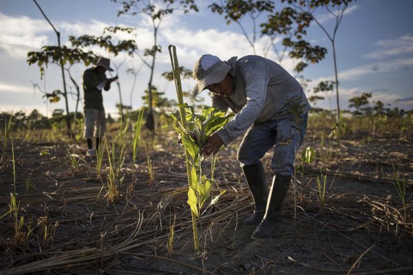 עובד מודד עץ שנשתל לאחרונה בשדה שהיה בעבר מכרה זהב לא חוקי במדרה דה דיוס, פרו. 29 במרץ 2019 (AP Photo/Rodrigo Abd)