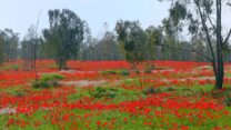 מרבד אדום של פרחי כלנית מצויה ביער שוקדה (צילום: צחי אבנור)