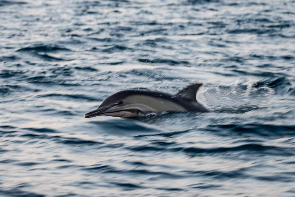 להקת דולפינים מלווה הפלגה של היחידה הימית ברשות הטבע והגנים. (צילום: גיא לויאן רשות הטבע והגנים)