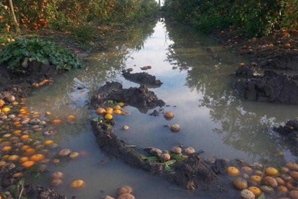 הקרן לביטוח נזקי טבע בחקלאות פתחה חדר מצב לטיפול בפניות בעקבות הסופה 'כרמל'