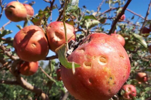 נזקי ברד לגידולי תפוחים (באדיבות קנט)