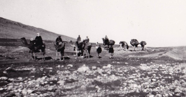 מסע גמלים במדבר (צילום: מוטקה זיו מקיבוץ קדמה)