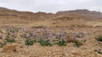 מכתש רמון. פריחת טוריים מדבריים (צילום: מיקי וולקיטה רשות הטבע וגנים)