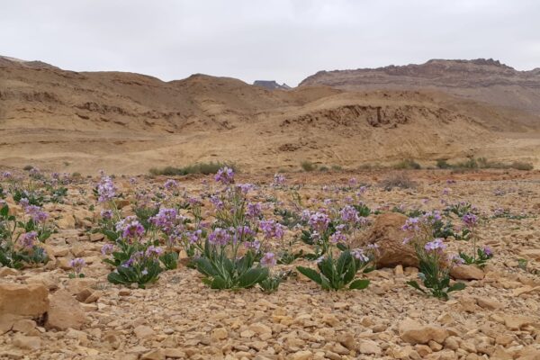 מכתש רמון. פריחת טוריים מדבריים (צילום: מיקי וולקיטה רשות הטבע וגנים)