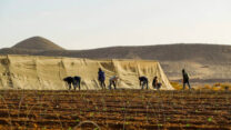 החממות של צופר (צילום- חקלאי מובלעת צופר)