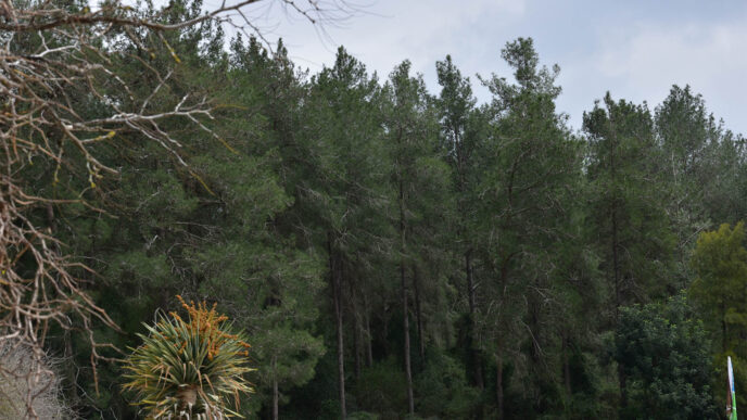 יער אשתאול (צילום: מור הופרט)