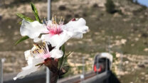 עבודות השיקום הנופי בקו המהיר בין ירושלים לתל אביב (קרדיט: עופר הירש רכבת ישראל)