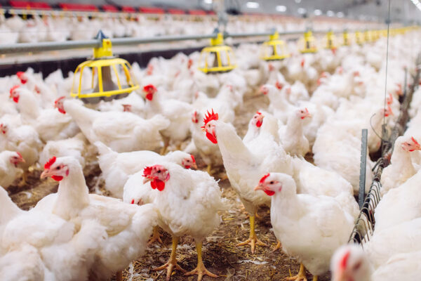 לול תרנגולות (צילום: Shutterstock.com)