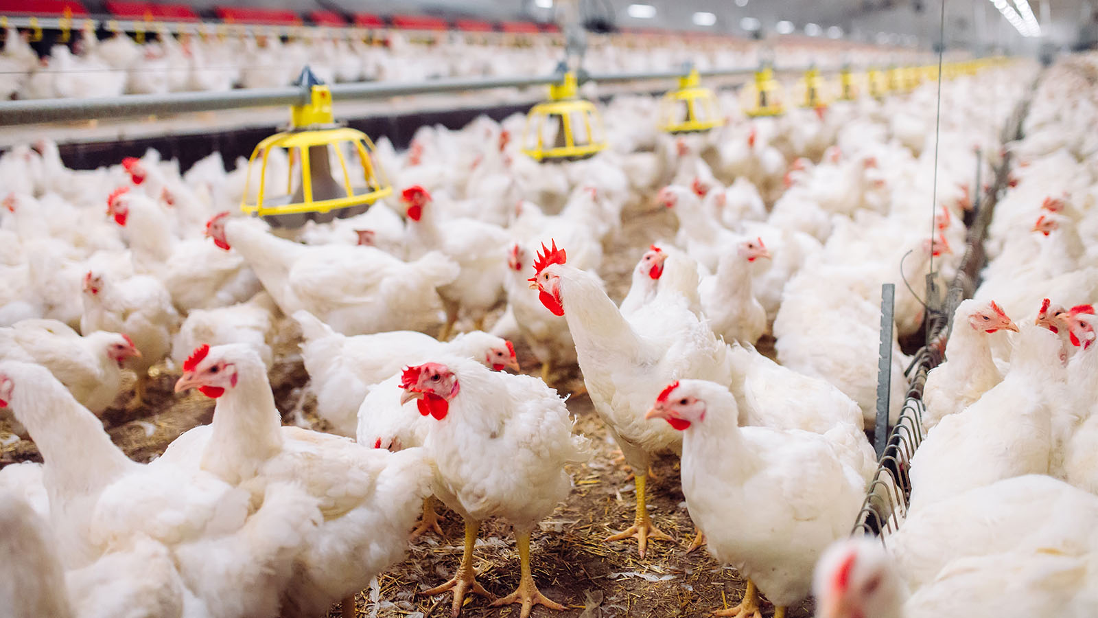 לול תרנגולות (צילום: Shutterstock.com)