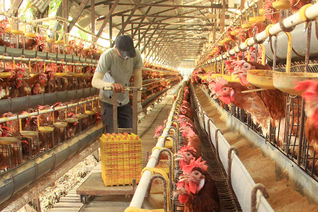 לולן עובד בלול תרנגולות (צילום אילוסטרציה: Shutterstock.com)