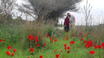 אהבה ברקע הכלניות בשמורת בארי. צילום מיקי וולקיטה רשות הטבע והגנים