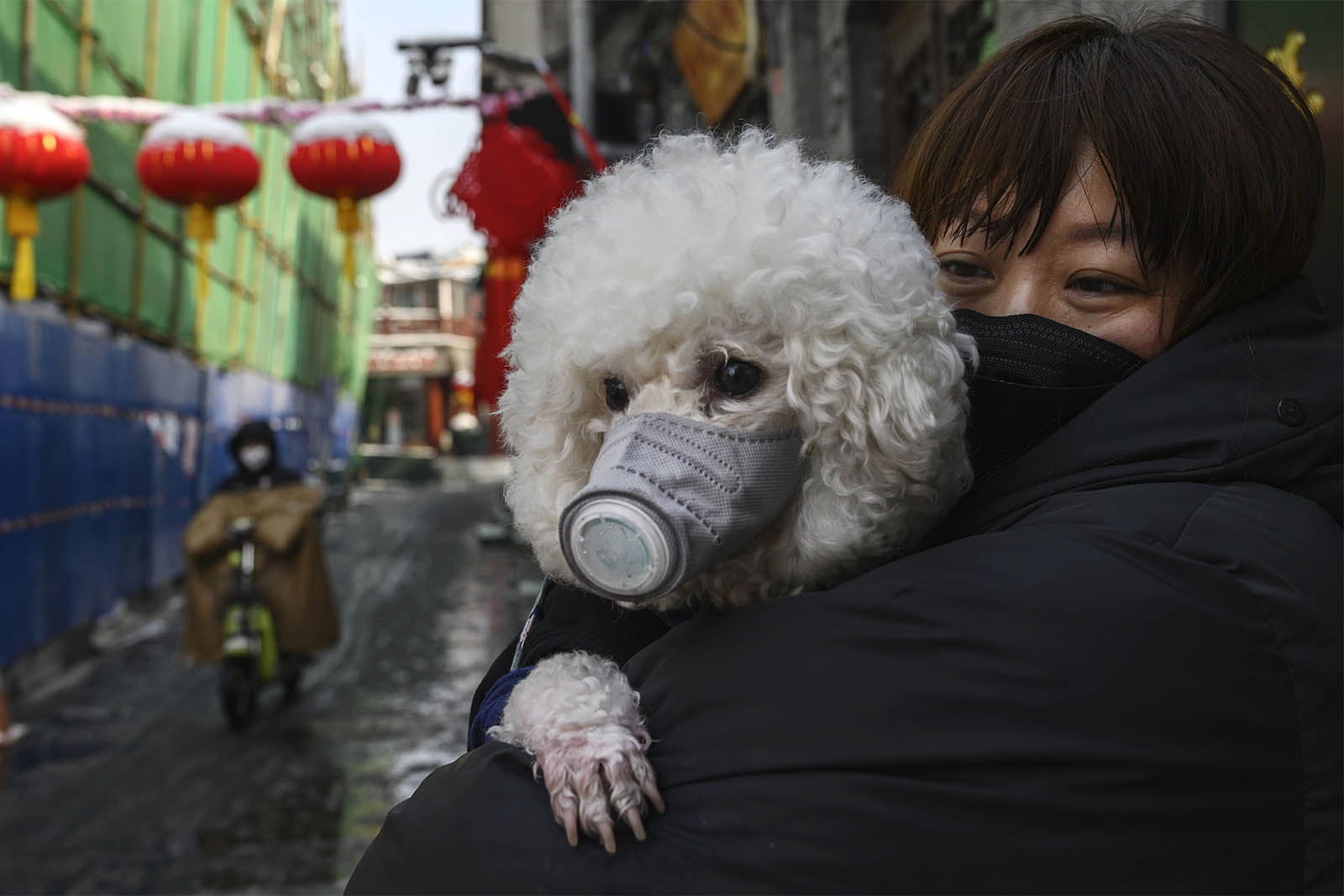 אישה וכלב עם מסכה נגד קורונה בביג'ינג סין. (Photo by Kevin Frayer/Getty Images)