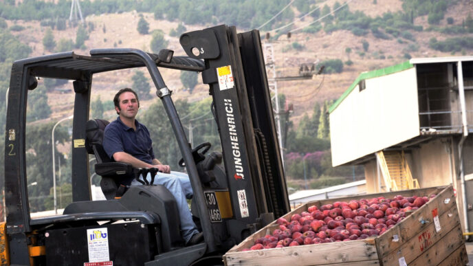 Apple harvest in the North. (Photo: Omer Shavit)