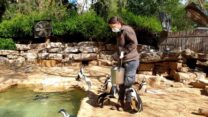 עובדת ספארי בחצר הפינגווינים (קרדיט: ספארי)