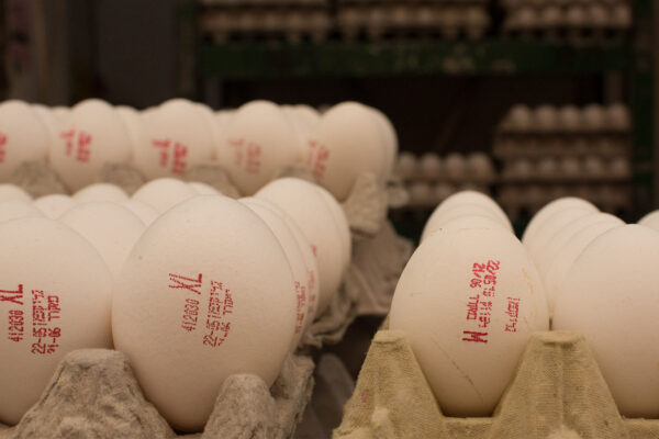 ביצים למכירה בשוק (צילום ארכיון: שרה שוכמן/פלאש90)