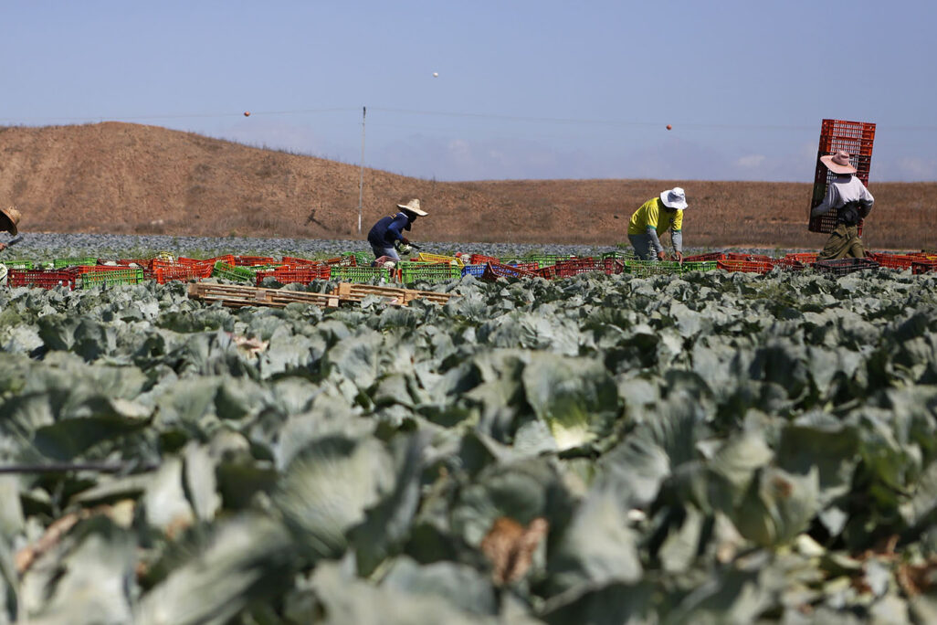 עובדים בקטיף בשדה כרוב ליד קיבוץ בארים (צילום ארכיון: מרים אלסטר/פלאש90)