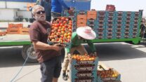 דוד מזרחי, מגדל עגבניות ממושב עידן (תמונה באדיבות המצולם)